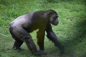 Furry gorilla in its natural habitat