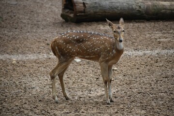 Closeup of Japanese deer in its natural habitat