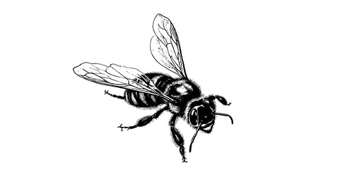 Vector engraving hand drawn illustration of honey bee on white background