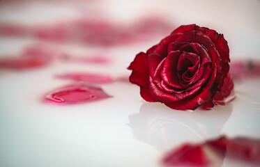 Red rose and petals floating in bathtub with milk.