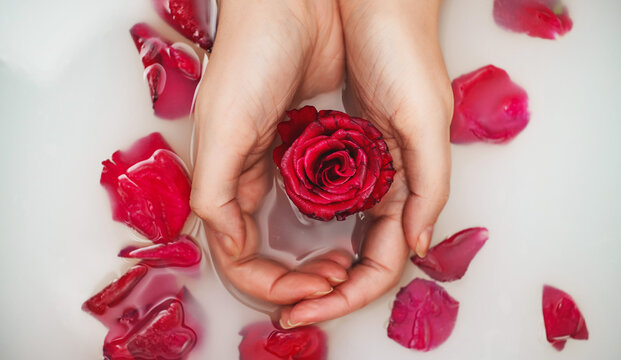 Woman hands holding red rose in bathtub with milk. - Powered by Adobe