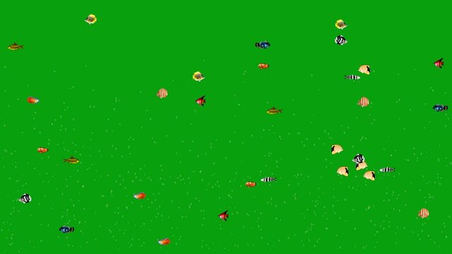 3d rendered animation of colorful fishes on a green screen background