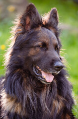 german shepherd dog