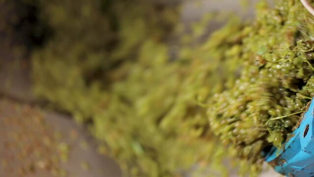 Grapes spilling out from horizontal cylindrical drum after crushing