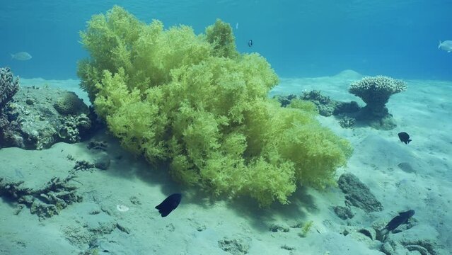 Soft coral Yellow Broccoli or Broccoli coral (Litophyton arboreum) on sandy seabed on sunny day, Slow motion. Camera moving forwards approaching the coral