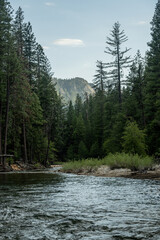 Tuolumne River Bends Around Pine Forests in Pate Valley