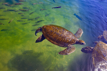 Turtle swimming in the water with a group of fish
