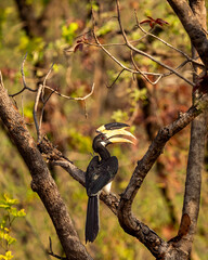 Malabar pied hornbill or lesser pied hornbill or Anthracoceros coronatus portrait in beautiful...