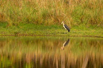 Lesser adjutant stork or Leptoptilos javanicus large wading bird with reflection in water in natural scenic green grass background at bandhavgarh national park forest madhya pradesh india asia
