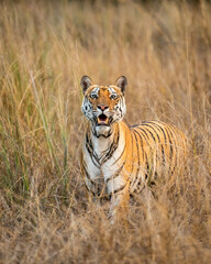 Fototapeta na wymiar wild bengal female tiger or panthera tigris closeup with eye contact and face expression in grassy area during dry hot summer season at bandhavgarh national park forest madhya pradesh india