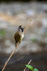 Himalayan bulbul or white cheeked bulbul or Pycnonotus leucogenys bird closeup perched on branch at dhikala jim corbett national park uttarakhand india asia