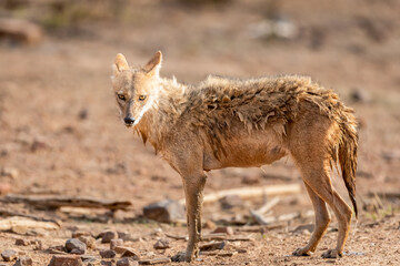 Naklejka na ściany i meble golden jackal or Canis aureus closeup or portrait in wild with eye contact at ranthambore national park forest rajasthan india asia