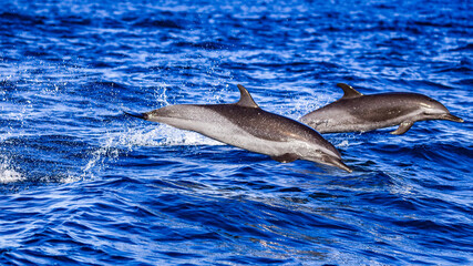 Pacific spotted dolphins in Baja California 