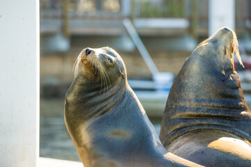 Fototapeta premium Beautiful California sea lion fishing 