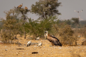 Himalayan vulture or Gyps himalayensis or Himalayan griffon vulture habitat view during winter season migration in dumping yard of jorbeer conservation reserve bikaner rajasthan india asia