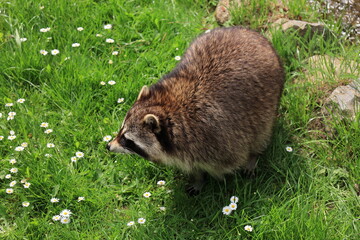 Nahaufnahme von einem Waschbären auf einer Wiese