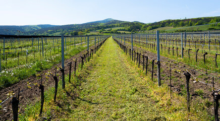 Fototapeta na wymiar spring vineyards landscape