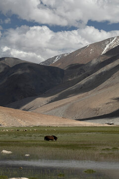 Horse in the mountains