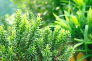 Fresh green rosemary herbal texture background