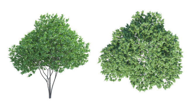 Elderberry Tree top fron view png alpha channel