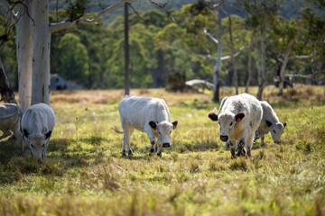 Herd of speckle park cows with horn in a field grazing on pasture on a regenerative, organic, sustainable farm in springtime. Lush green grass