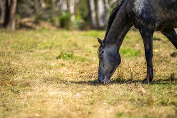 Brown horse grazing in a field on grass in a the wilderness.