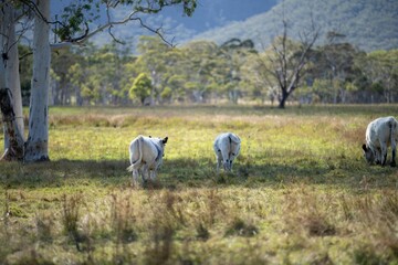 Speckle park cows and cattle on a regenerative native pasture farm. Sustainable beef production in the wilderness. cattle grazing on long grass. Beautiful Farming landscape in lush green grass