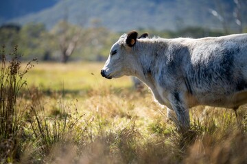 Obraz premium Herd of speckle park cows with horn in a field grazing on pasture on a regenerative, organic, sustainable farm in springtime. Lush green grass
