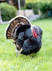 Un dindon sur une pelouse bien verte dans la ville de Dakar au S&eacute;n&eacute;gal en Afrique de l'Ouest