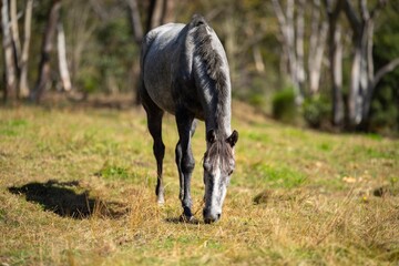 Naklejka na ściany i meble horses in a field on a sustainable farm, in nsw Australia 