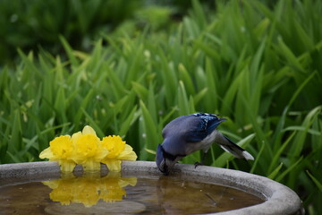 A blue jay at the feeder, Sainte-Apolline, Québec , Canada