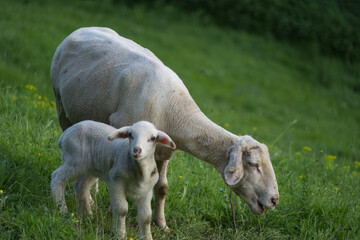 Lamb and ewe on a steep meadow