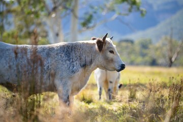 Herd of speckle park cows with horn in a field grazing on pasture on a regenerative, organic, sustainable farm in springtime. Lush green grass