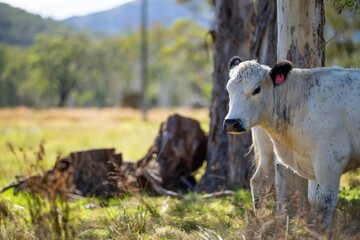 Herd of speckle park cows with horn in a field grazing on pasture on a regenerative, organic, sustainable farm in springtime. Lush green grass