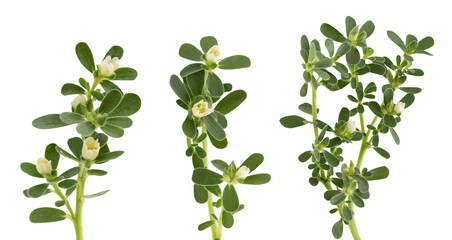 Purslane branch flowers and green leaves on transparent background.