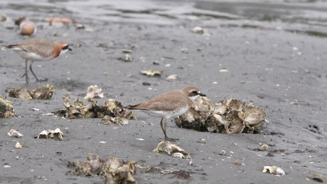 lesser sand plover in a seashore