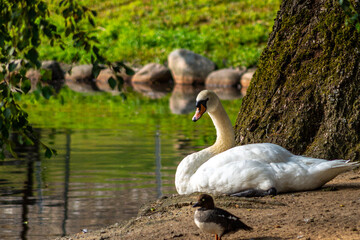 White swan sitting by a pond and a tree in the summer.
