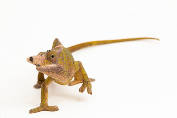 Chameleon Fischer Kinyongia fischeri isolated on white background

