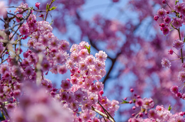 弘前公園桜まつり