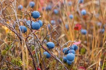 Berries of wild blueberries close-up. Autumn season. Wild plants growing in the tundra in the Far...