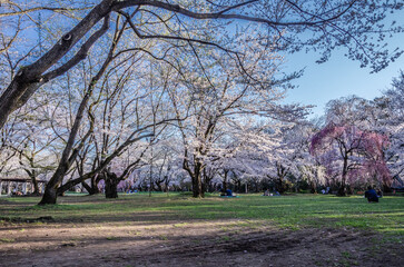 Obraz premium 弘前公園桜まつり