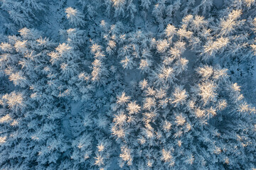 Aerial view of snow-covered larch trees. Amazing morning winter forest landscape. The tops of the trees are illuminated at sunrise. Cold snowy weather. Northern nature. Beautiful natural background.