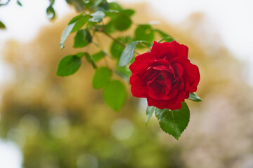 A red rose on a branch with a blurred background.