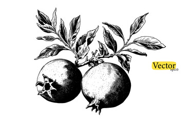 Pomegranate vector vintage  sketch. Hand drawn tropical fruit color illustration. Engraved summer fruit