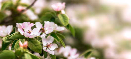 Blossoming tree branch, wide spring natural background with copy space.