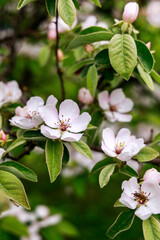 Beautiful blossoming apple tree in spring season. Closeup of fresh white-pink flowers on a branch. 