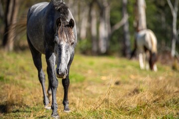 Obraz na płótnie Canvas horses in a field on a sustainable farm, in nsw Australia