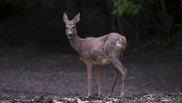 Pregnant roe deer feeding