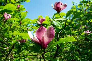 Magnolia Rose Marie flower on a branch with green leaves close up