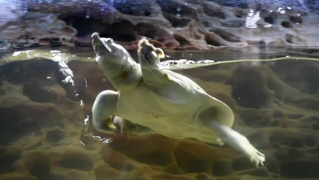 Turtle swiming in aquarium. Aquatic dinosaur . Exhibition of tortoisesHorizontal 4k footage.Chinese softshell turtle